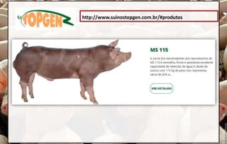 http://www.suinostopgen.com.br/#produtos
 