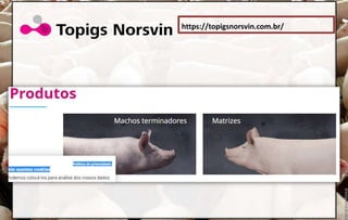 https://topigsnorsvin.com.br/
 