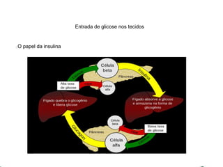 Entrada de glicose nos tecidos 
O papel da insulina 
 