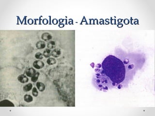 MorfologiaMorfologia -- AmastigotaAmastigota
 