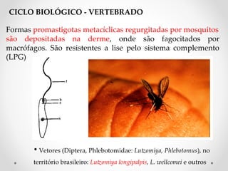 Formas promastigotas metacíclicas regurgitadas por mosquitos
são depositadas na derme, onde são fagocitados por
macrófagos. São resistentes a lise pelo sistema complemento
(LPG)
• Vetores (Diptera, Phlebotomidae: Lutomiya, PPhlebotomus), no
território brasileiro: Lutomiya Plongipalpis, PL. Pwellcomei Pe outros
CICLO BIOLÓGICO - VERTEBRADO
 