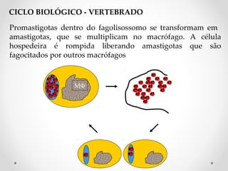 Promastigotas dentro do fagolisossomo se transformam em
amastigotas, que se multiplicam no macrófago. A célula
hospedeira é rompida liberando amastigotas que são
fagocitados por outros macrófagos
M
CICLO BIOLÓGICO - VERTEBRADO
 
