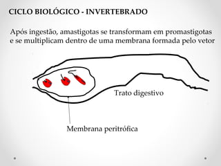 Membrana peritrófca
Após ingestão, amastigotas se transformam em promastigotas
e se multiplicam dentro de uma membrana formada pelo vetor
Trato digestivo
CICLO BIOLÓGICO - INVERTEBRADO
 