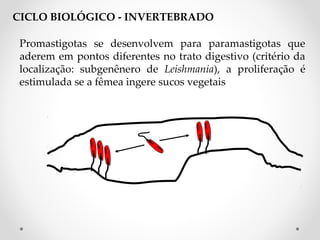 Promastigotas se desenvolvem para paramastigotas que
aderem em pontos diferentes no trato digestivo (critério da
localização: subgenênero de Leishmania), a proliferação é
estimulada se a fêmea ingere sucos vegetais
CICLO BIOLÓGICO - INVERTEBRADO
 