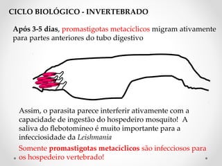 Após 3-5 dias, promastigotas metacíclicos migram ativamente
para partes anteriores do tubo digestivo
Somente promastigotas metacíclicos são infecciosos para
os hospedeiro vertebrado!
Assim, o parasita parece interferir ativamente com a
capacidade de ingestão do hospedeiro mosquito! A
saliva do febotomíneo é muito importante para a
infecciosidade da Leishmania
CICLO BIOLÓGICO - INVERTEBRADO
 