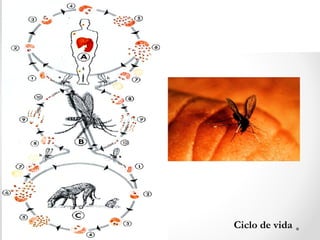 Leishmania sp.Leishmania sp.
Ciclo de vida
 