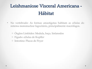 Leishmaniose Visceral Americana -Leishmaniose Visceral Americana -
HábitatHábitat
• No vertebrado: As formas amastigotas habitam as células do
sistema mononuclear fagocitário, principalmente macrófagos.
o Órgãos Linfóides: Medula, baço, linfanodos
o Fígado: células de Kupfer
o Intestino: Placas de Peyer
 