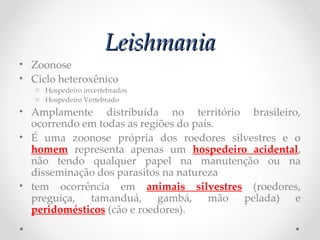 LeishmaniaLeishmania
• Zoonose
• Ciclo heteroxênico
o Hospedeiro invertebrados
o Hospedeiro Vertebrado
• Amplamente distribuída no território brasileiro,
ocorrendo em todas as regiões do país.
• É uma zoonose própria dos roedores silvestres e o
homem representa apenas um hospedeiro acidental,
não tendo qualquer papel na manutenção ou na
disseminação dos parasitos na natureza
• tem ocorrência em animais silvestres (roedores,
preguiça, tamanduá, gambá, mão pelada) e
peridomésticos (cão e roedores).
 