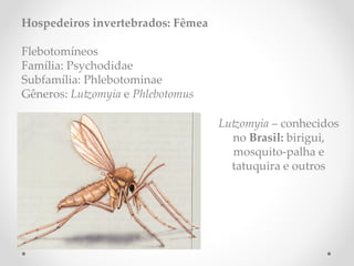 Hospedeiros invertebrados: Fêmea
Flebotomíneos
Família: Psychodidae
Subfamília: Phlebotominae
Gêneros: Lutomyia e Phlebotomus
Lutomyia – conhecidos
no Brasil: birigui,
mosquito-palha e
tatuquira e outros
 