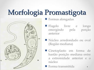 Morfologia PromastigotaMorfologia Promastigota
 Formas alongadas
 Flagelo livre e longo
emergindo pela porção
anterior
 Núcleo arredondado ou oval
(Região mediana)
 Cinetoplasto em forma de
bastão posição mediana entre
a extremidade anterior e o
núcleo
 Forma transmitida
 