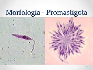 Morfologia - PromastigotaMorfologia - Promastigota
 