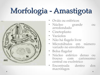 Morfologia - AmastigotaMorfologia - Amastigota
• Ováis ou esféricos
• Núcleo grande ou
arredondado
• Cinetoplasto
• Vacúolos
• Não há fagelo livre
• Microtúbulos em número
variado no envoltório
• Bolsa fagelar
• Núcleo esférico denso ou
frouxo com cariossomo
central ou excêntrico
• Encontrada dentro dos
macrófagos
 