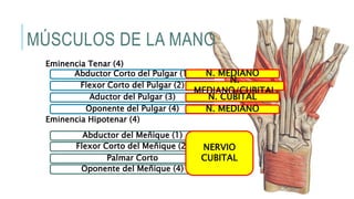 MÚSCULOS DE LA MANO
Eminencia Tenar (4)
Eminencia Hipotenar (4)
Abductor Corto del Pulgar (1)
Flexor Corto del Pulgar (2)
Aductor del Pulgar (3)
Oponente del Pulgar (4)
Abductor del Meñique (1)
Palmar Corto
Flexor Corto del Meñique (2)
Oponente del Meñique (4)
N. MEDIANO
N.
MEDIANO/CUBITAL
N. CUBITAL
N. MEDIANO
NERVIO
CUBITAL
 