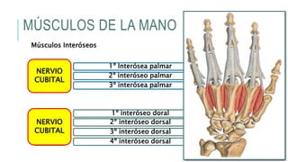MÚSCULOS DE LA MANO
Músculos Interóseos
Palmare
s
1º Interósea palmar
2º interóseo palmar
3º interósea palmar
Dorsale
s
1º interóseo doral
3º interóseo dorsal
2º interóseo dorsal
4º interóseo dorsal
NERVIO
CUBITAL
NERVIO
CUBITAL
 