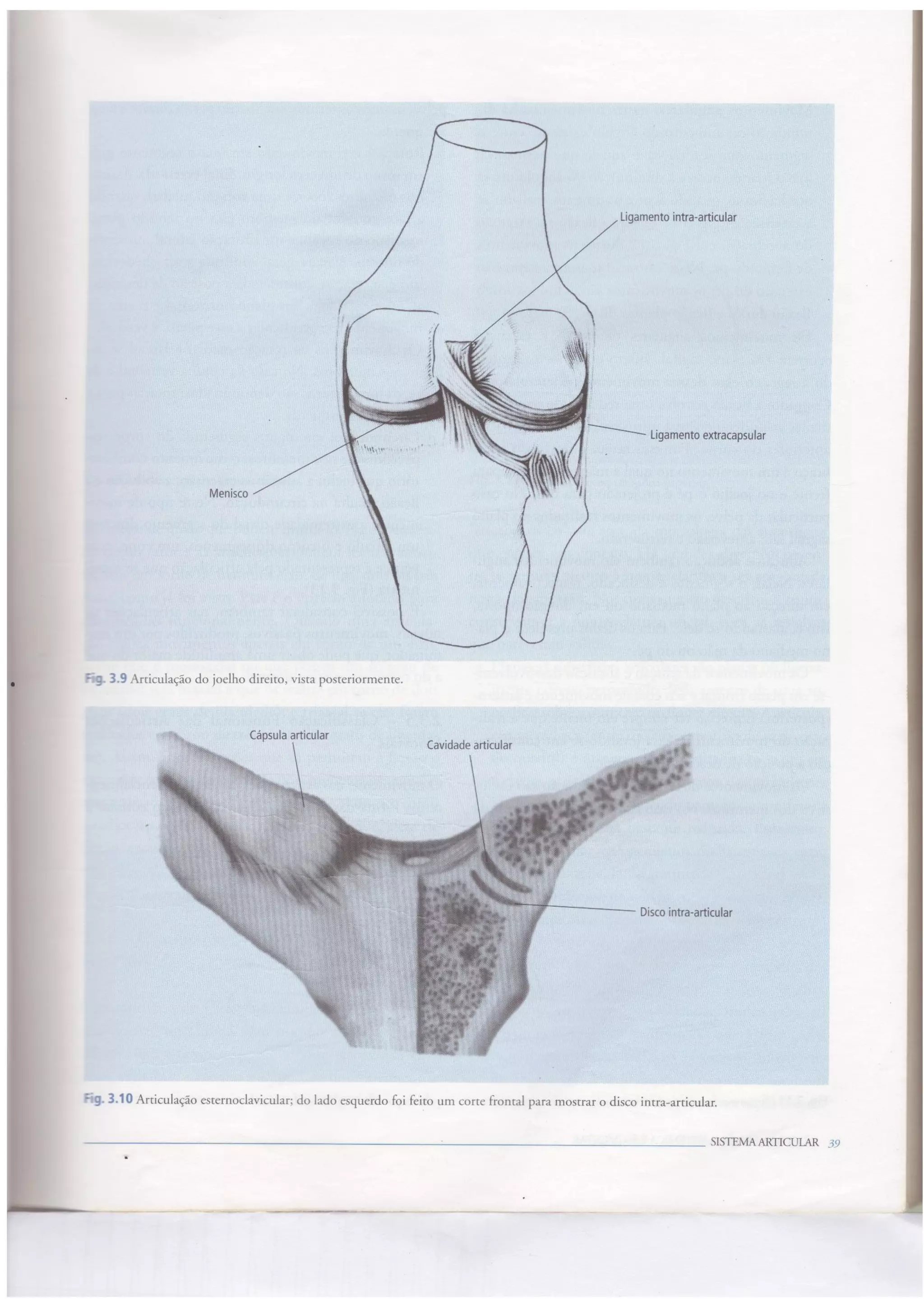 Principais movimentos realizados pelos segmentos do corpo - movimentos