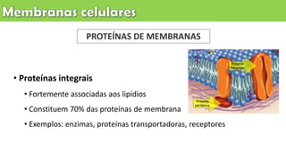 • Proteínas integrais
• Fortemente associadas aos lipídios
• Constituem 70% das proteínas de membrana
• Exemplos: enzimas, proteínas transportadoras, receptores
PROTEÍNAS DE MEMBRANAS
 