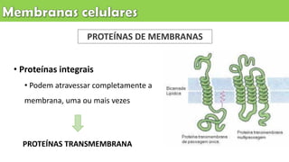 • Proteínas integrais
• Podem atravessar completamente a
membrana, uma ou mais vezes
PROTEÍNAS DE MEMBRANAS
PROTEÍNAS TRANSMEMBRANA
 