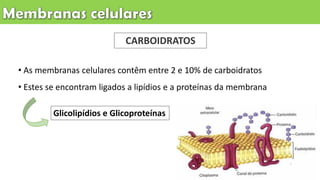 • As membranas celulares contêm entre 2 e 10% de carboidratos
• Estes se encontram ligados a lipídios e a proteínas da membrana
CARBOIDRATOS
Glicolipídios e Glicoproteínas
 