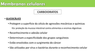• GLICOCÁLICE
• Protegem a superfície da célula de agressões mecânicas e químicas
•Ex: proteção da mucosa intestinal contra alimentos e enzimas digestivas
• Reconhecimento e adesão celular
• Determinam a especificidade dos grupos sanguíneos
• Estão envolvidos com o surgimento do câncer
• São utilizados por vírus e bactérias durante o reconhecimento celular
CARBOIDRATOS
 