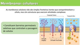 As membranas celulares não são simples fronteiras inertes que compartimentam a
célula, mas sim estruturas que exercem atividades complexas
• Constituem barreiras permeáveis
seletivas que controlam a passagem
de solutos
 
