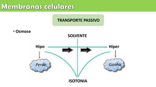 Hipo
Perde
Hiper
Ganha
TRANSPORTE PASSIVO
• Osmose
ISOTONIA
SOLVENTE
 