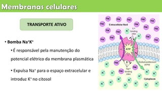 • Bomba Na+K+
•É responsável pela manutenção do
potencial elétrico da membrana plasmática
• Expulsa Na+ para o espaço extracelular e
introduz K+ no citosol
TRANSPORTE ATIVO
 