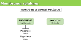 TRANSPORTE DE GRANDES MOLÉCULAS
ENDOCITOSE
Englobamento
EXOCITOSE
Eliminação
Pinocitose
Líquidos
Fagocitose
Sólidos
 