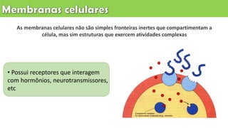 As membranas celulares não são simples fronteiras inertes que compartimentam a
célula, mas sim estruturas que exercem atividades complexas
• Possui receptores que interagem
com hormônios, neurotransmissores,
etc
 