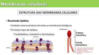 ESTRUTURA DAS MEMBRANAS CELULARES
• Bicamada lipídica
• Unidade estrutural básica de todas as membranas biológicas
• Principais tipos de lipídios:
• Fosfolipídeos, Colesterol e Glicolipídeos
 