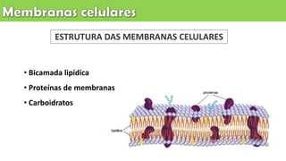 • Bicamada lipídica
• Proteínas de membranas
• Carboidratos
ESTRUTURA DAS MEMBRANAS CELULARES
 