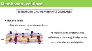 • Mosaico fluido
• Modelo de estrutura de membrana
As moléculas de proteínas não
estão fixas e sim mergulhadas entre
as moléculas de fosfolipidios
ESTRUTURA DAS MEMBRANAS CELULARES
 