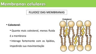 FLUIDEZ DAS MEMBRANAS
• Colesterol:
• Quanto mais colesterol, menos fluida
é a membrana
• Interage fortemente com os lipídios,
impedindo sua movimentação
 