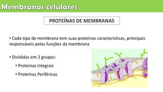 PROTEÍNAS DE MEMBRANAS
• Cada tipo de membrana tem suas proteínas características, principais
responsáveis pelas funções da membrana
• Divididas em 2 grupos:
• Proteínas integrais
• Proteínas Periféricas
 