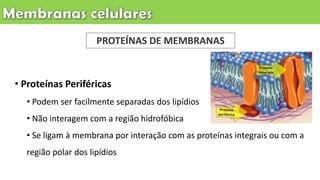 • Proteínas Periféricas
• Podem ser facilmente separadas dos lipídios
• Não interagem com a região hidrofóbica
• Se ligam à membrana por interação com as proteínas integrais ou com a
região polar dos lipídios
PROTEÍNAS DE MEMBRANAS
 