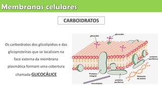 Os carboidratos dos glicolipídios e das
glicoproteínas que se localizam na
face externa da membrana
plasmática formam uma cobertura
chamada GLICOCÁLICE
CARBOIDRATOS
 