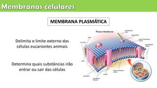 MEMBRANA PLASMÁTICA
Determina quais substâncias irão
entrar ou sair das células
Delimita o limite externo das
células eucariontes animais
 
