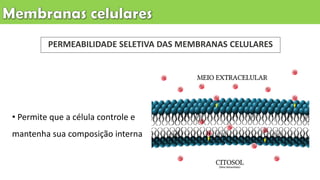 PERMEABILIDADE SELETIVA DAS MEMBRANAS CELULARES
• Permite que a célula controle e
mantenha sua composição interna
 
