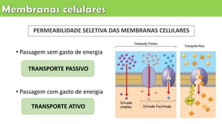 • Passagem sem gasto de energia
• Passagem com gasto de energia
TRANSPORTE PASSIVO
TRANSPORTE ATIVO
PERMEABILIDADE SELETIVA DAS MEMBRANAS CELULARES
 