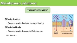 TRANSPORTE PASSIVO
• Difusão simples
• Ocorre através da dupla camada lipídica
• Difusão facilitada
• Ocorre através dos canais iônicos e das
permeases
 