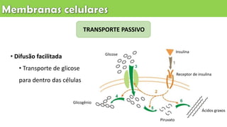 TRANSPORTE PASSIVO
• Difusão facilitada
• Transporte de glicose
para dentro das células
Insulina
Receptor de insulina
Glicose
Glicogênio
Piruvato
Ácidos graxos
 