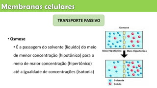 TRANSPORTE PASSIVO
• Osmose
• É a passagem do solvente (líquido) do meio
de menor concentração (hipotônico) para o
meio de maior concentração (hipertônico)
até a igualdade de concentrações (isotonia)
 