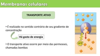 • É realizado no sentido contrário de seu gradiente de
concentração
• O transporte ativo ocorre por meio das permeases,
chamadas bombas
TRANSPORTE ATIVO
Há gasto de energia
 