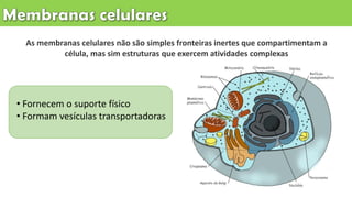 As membranas celulares não são simples fronteiras inertes que compartimentam a
célula, mas sim estruturas que exercem atividades complexas
• Fornecem o suporte físico
• Formam vesículas transportadoras
 