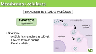 TRANSPORTE DE GRANDES MOLÉCULAS
ENDOCITOSE
Englobamento
• Pinocitose
• A célula ingere moléculas solúveis
• Envolve gasto de energia
• É muito seletivo
 
