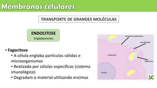 TRANSPORTE DE GRANDES MOLÉCULAS
ENDOCITOSE
Englobamento
• Fagocitose
• A célula engloba partículas sólidas e
microorganismos
• Realizado por células específicas (sistema
imunológico)
• Degradam o material utilizando enzimas
 