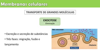 TRANSPORTE DE GRANDES MOLÉCULAS
• Excreção e secreção de substâncias
• Três fases: migração, fusão e
lançamento
EXOCITOSE
Eliminação
 