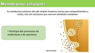 As membranas celulares não são simples fronteiras inertes que compartimentam a
célula, mas sim estruturas que exercem atividades complexas
• Participa dos processos de
endocitose e de exocitose
 