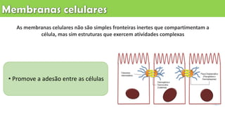 As membranas celulares não são simples fronteiras inertes que compartimentam a
célula, mas sim estruturas que exercem atividades complexas
• Promove a adesão entre as células
 