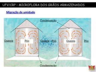 UFV/CRP – MICROFLORA DOS GRÃOS ARMAZENADOS
Migração de umidade
 