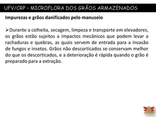 UFV/CRP – MICROFLORA DOS GRÃOS ARMAZENADOS
Impurezas e grãos danificados pelo manuseio
Durante a colheita, secagem, limpeza e transporte em elevadores,
os grãos estão sujeitos a impactos mecânicos que podem levar a
rachaduras e quebras, as quais servem de entrada para a invasão
de fungos e insetos. Grãos não descorticados se conservam melhor
do que os descorticados, e a deterioração é rápida quando o grão é
preparado para a extração.
 